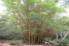 Bambusa vulgaris